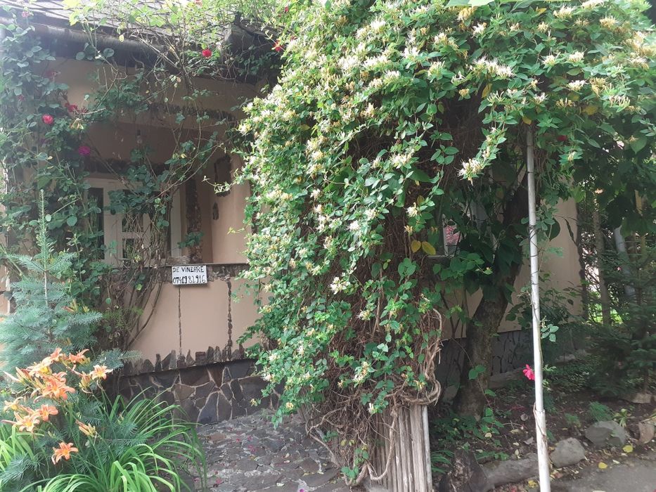 Vind   ,    Proprietar Ocolis Maramures str Culturii nr 110 vind casa cu anexe