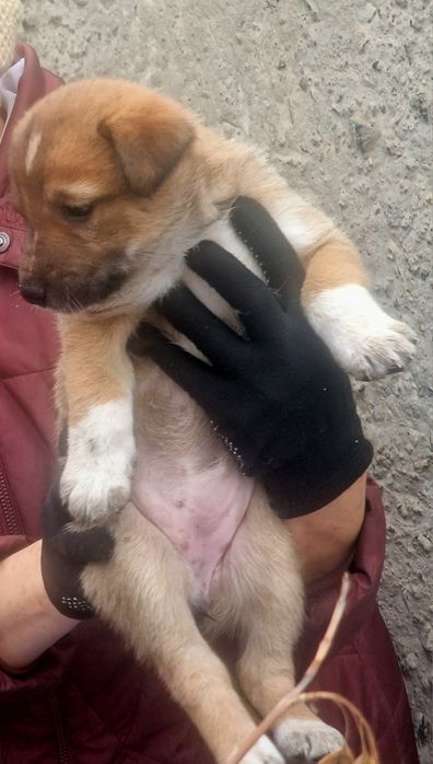 Щенки ищут дом и любящие руки