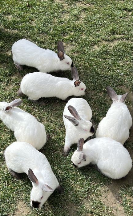 Kalifornia zotli quyon