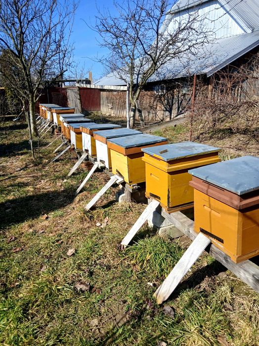 Vand 5 familii de albine