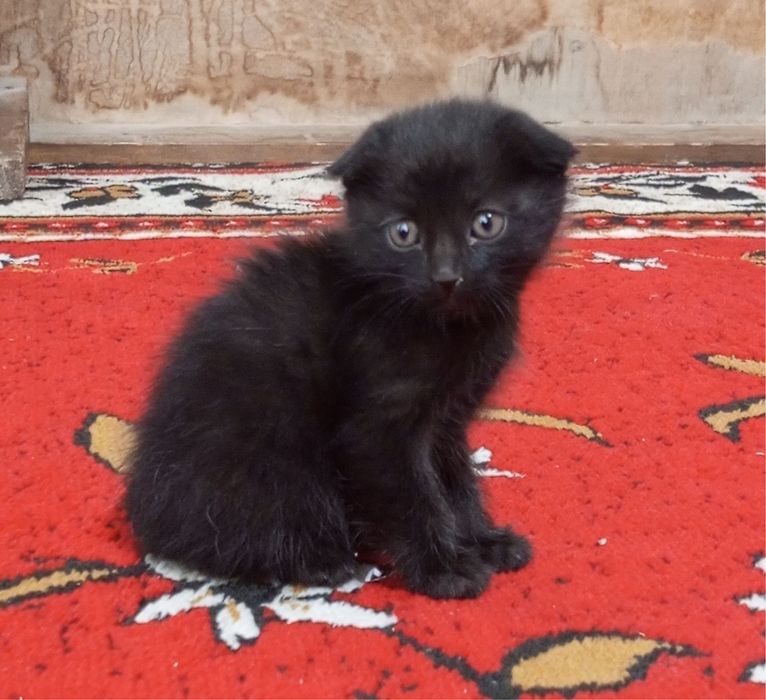 Mushuk bolasi 2 oyli