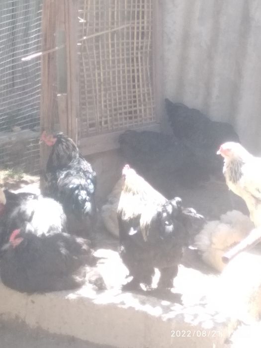 Брама куры петухи