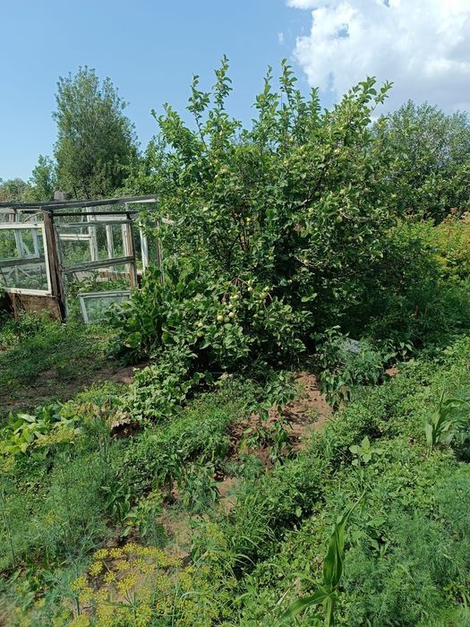 Продам дачу, сад "Здоровье"