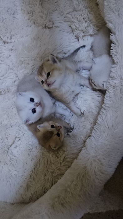 Бронь котят шиншиллы