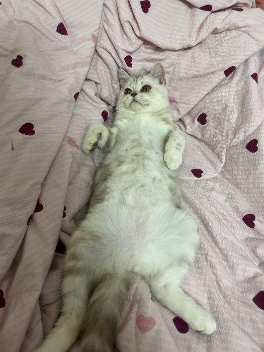 Породистый кот годик