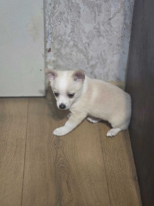 Пинчери 2 женски