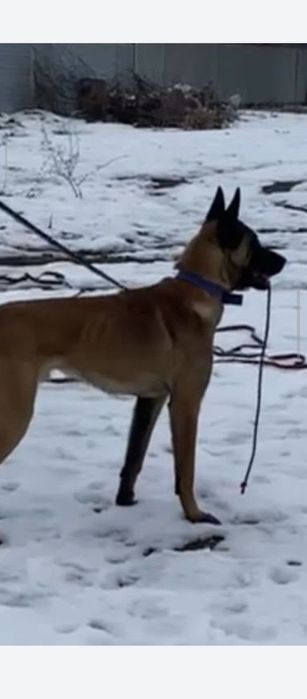 Малиня 10 оелик апорти удар пирвазное иркак