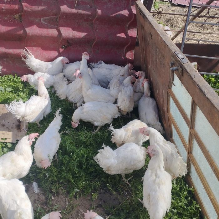 курицы куры несушки