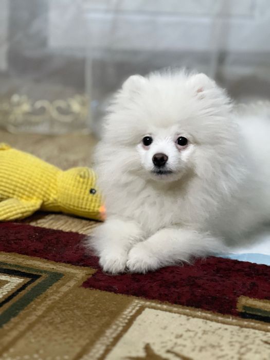 Клубный щенок шпица