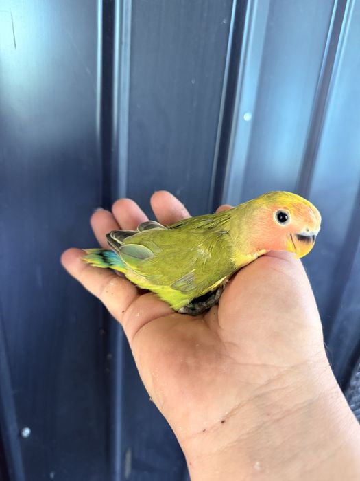 Papagali agapornis puiuti foarte blanzi amorezi agaponis