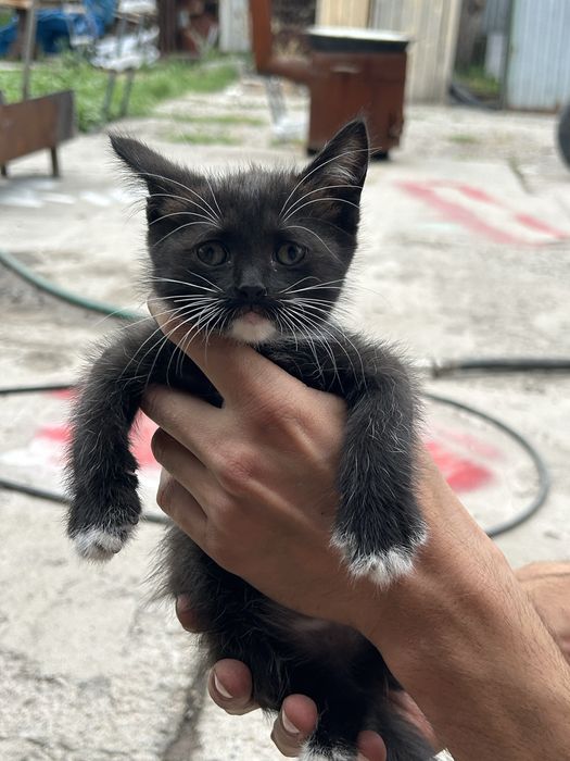 Отдам котят в добрые руки!!!Все котята девочки:)
