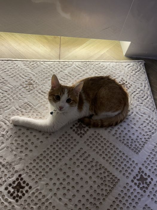 Ласковый котик 7–8 месяцев бесплатно в добрые руки