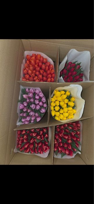 Продаю тюльпаны