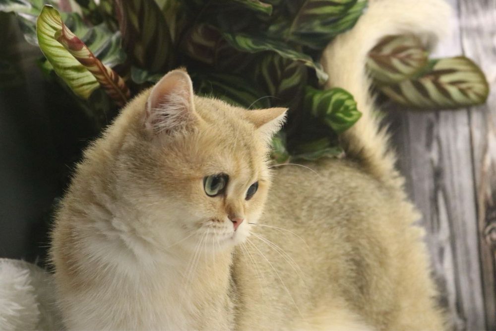 Девочка британка чистокровная