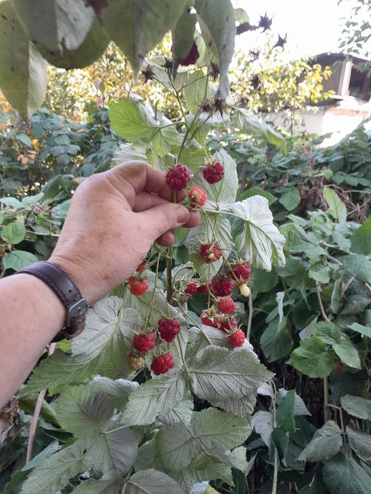 Продам саженцы малины
Сор