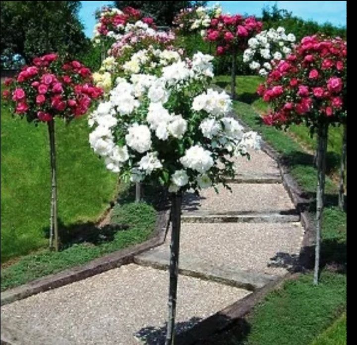 Продам розы штамповые