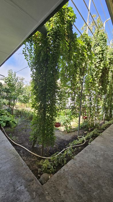 Продаю дом по цене голой земли под гостиницу в центре Мирабадского р-н