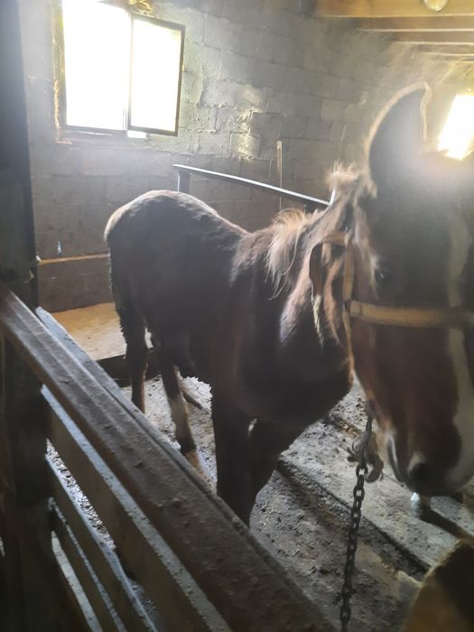 Транссексуалдар Саша мен Даша