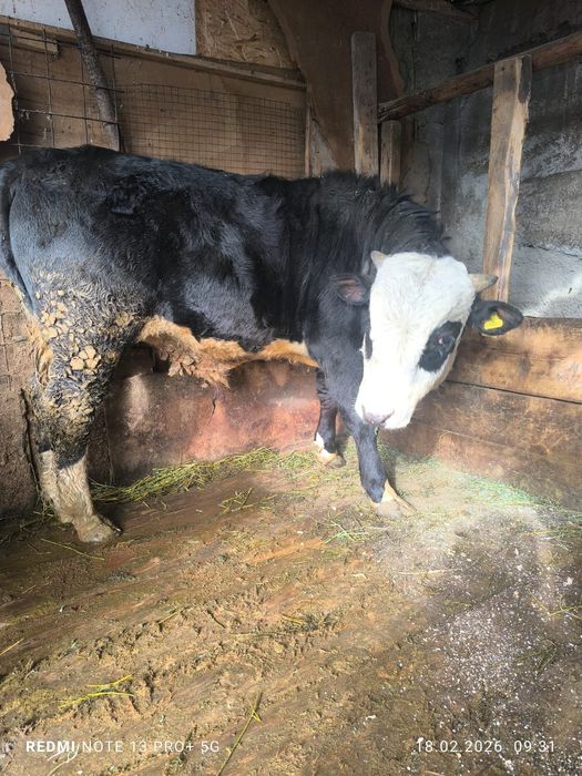 Продам быка 1год 3мес