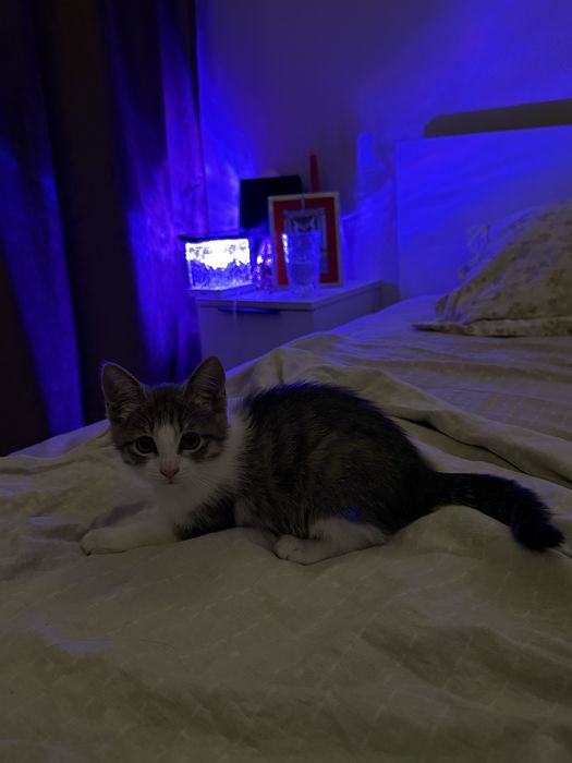 Маленький котёнок девочка