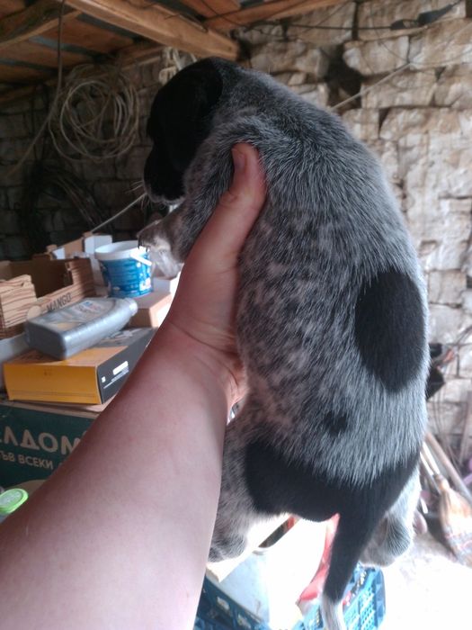 Кученца Курхаар от Руски родители