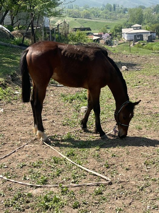 Продаётся отличная кобыла бие с тайчиком