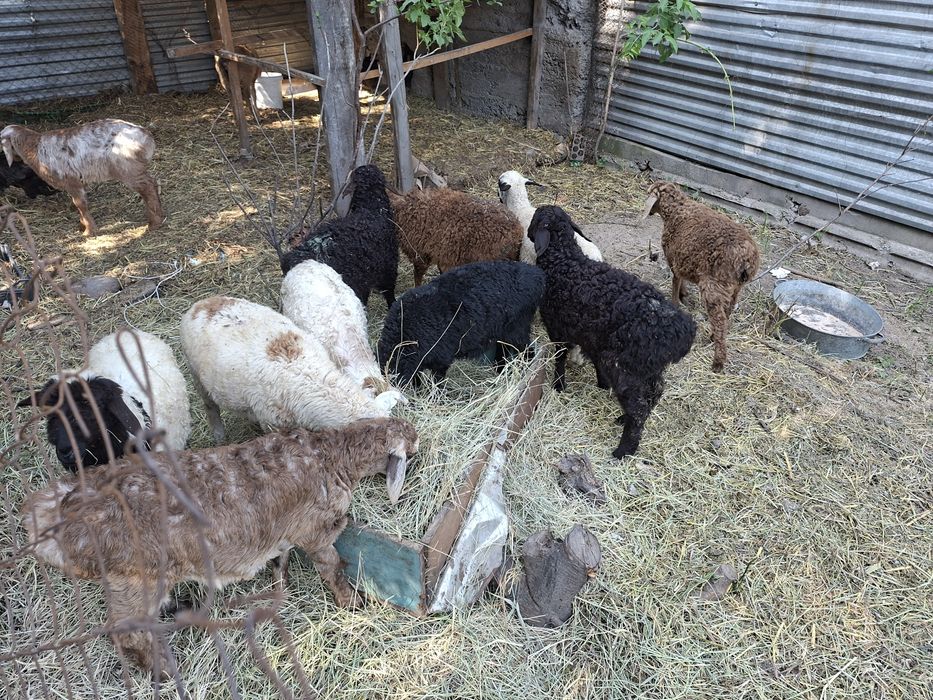 Продам 12 ягнят звоните