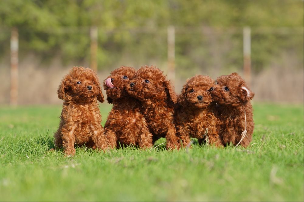Той Пудел [Toy Poodle]