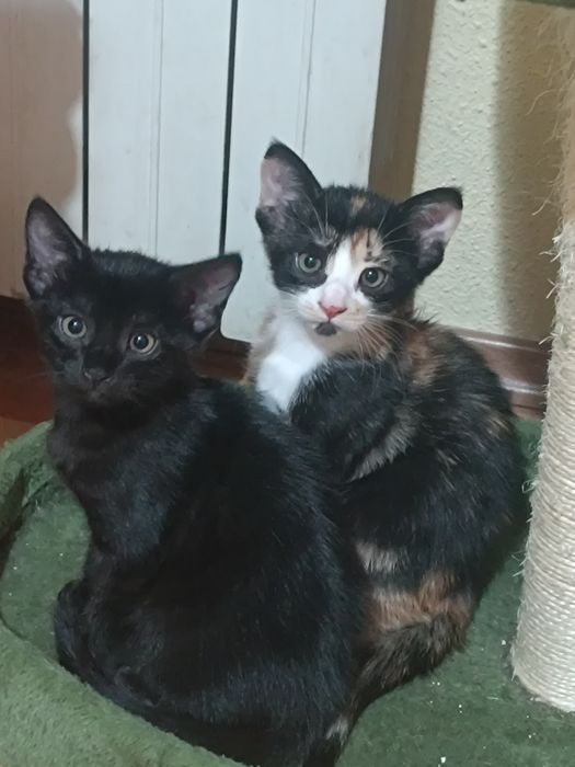 Cat Sitting de LUX – „Olimpul Pisicilor”