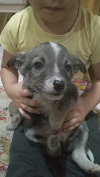 Маленькие щенки.