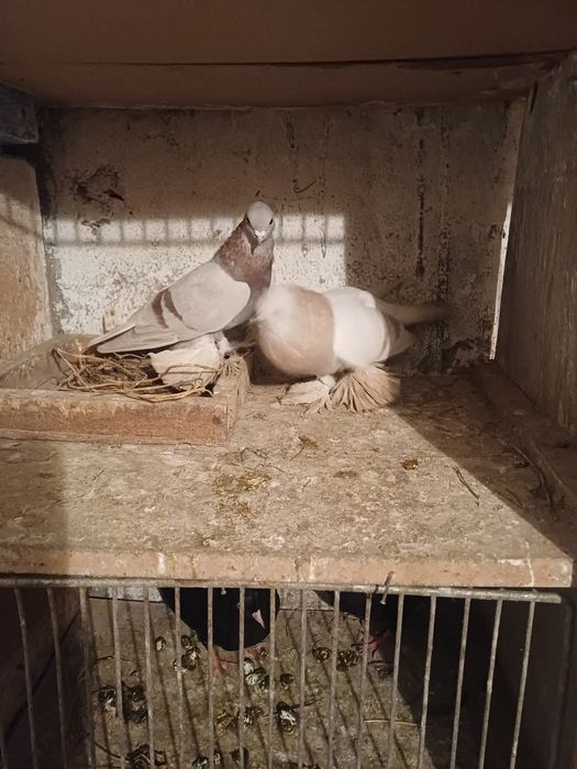 Голуби бакинские