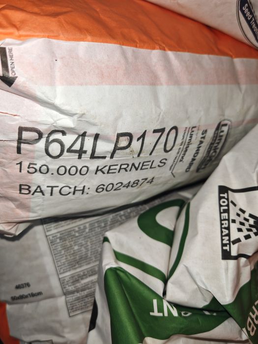 Sămânța floarea-soarelui pionier