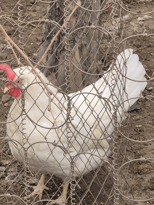 Яйцо инкубационное Легорн