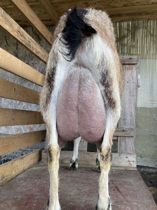 Tapisor de tinut din capra foarte buna de lapte