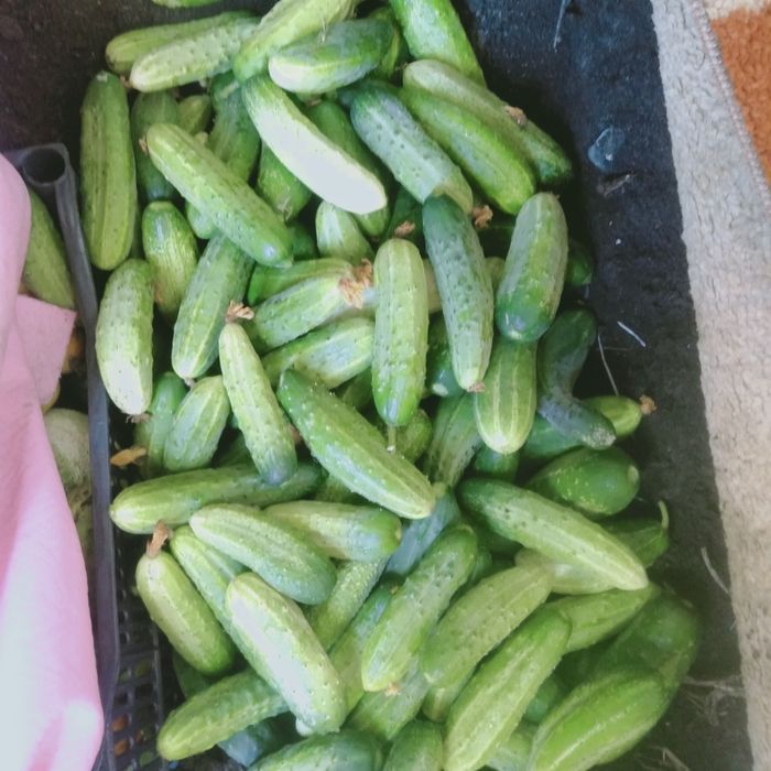 Продам свежие огурцы срочно