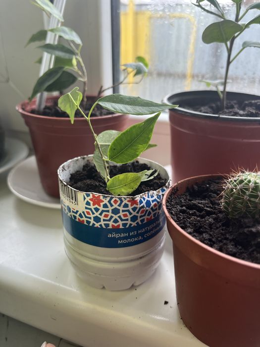 Цветы домашние