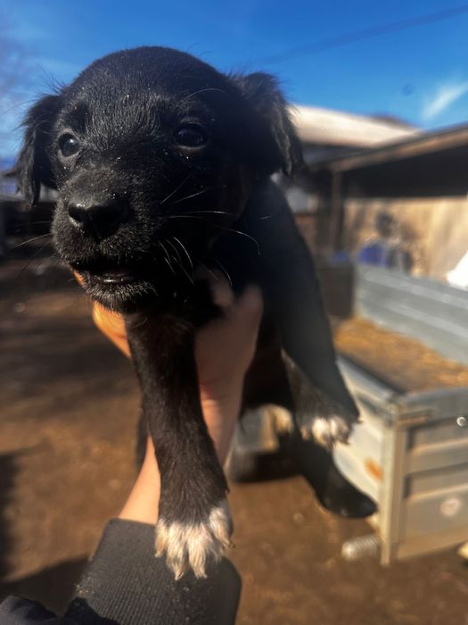 Продам щенков 2 месяца