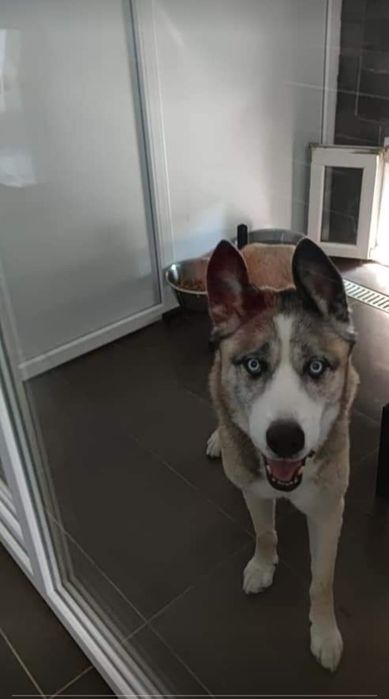 Pensiune canină Bogdan Vodă