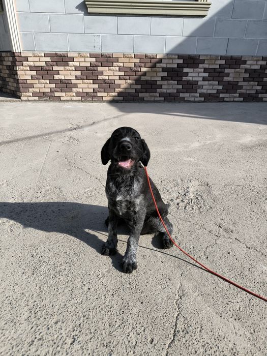 Продается щенок дратхаара