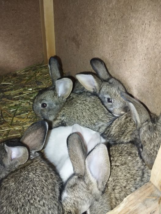 Куён сотилади срочн еб ичиши яхши пул зарулигидан