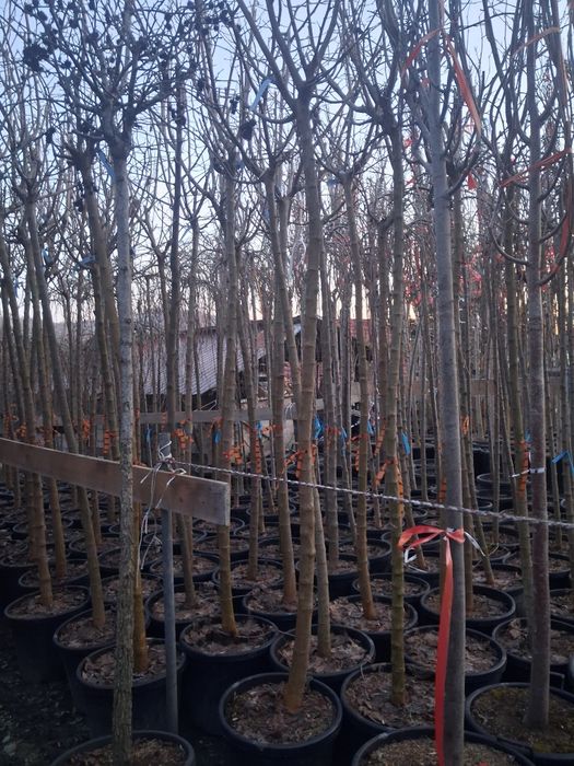 Platani mesteacăn tei catalpa