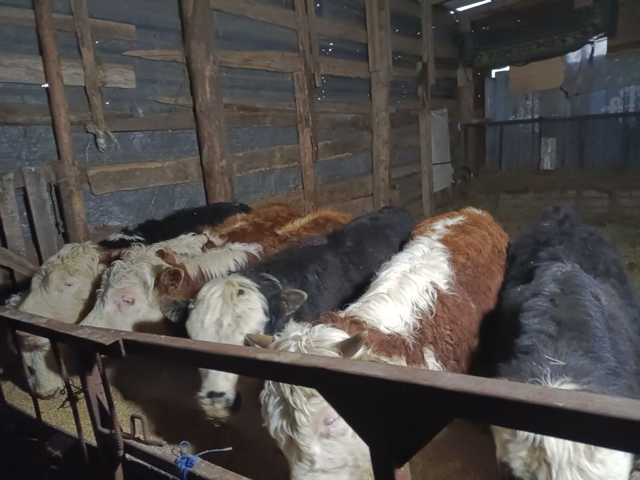 Продам бычков годовалых с откорма.!