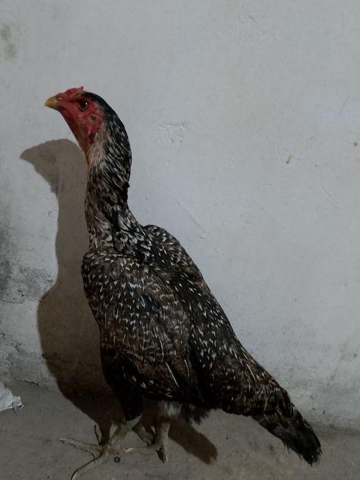 Мекен сатылады ветнам