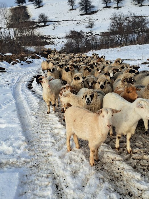 Vând capre sau schimb