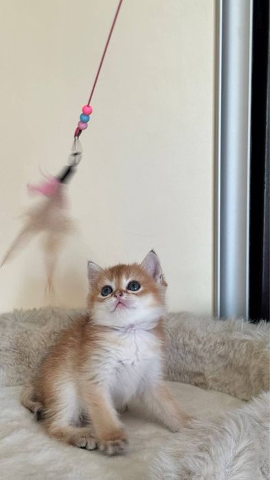 Продаются котята, фолд и бри
