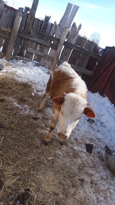 Телочка 10 месяцев