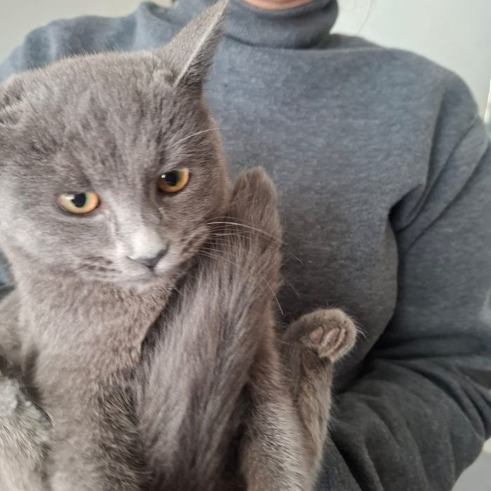 Продам котёнка 3000срочно