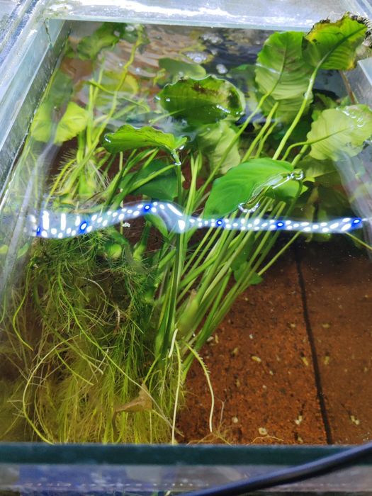 Anubias.           .