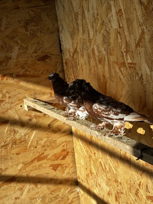 Продам голубей молодеж