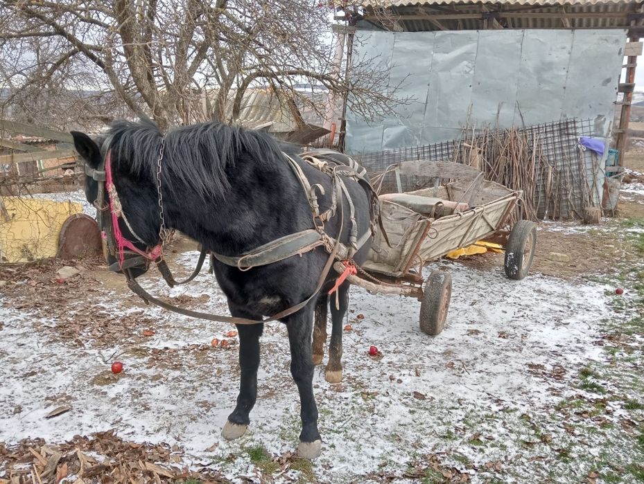 Vând iapa  cu tot cu căruța